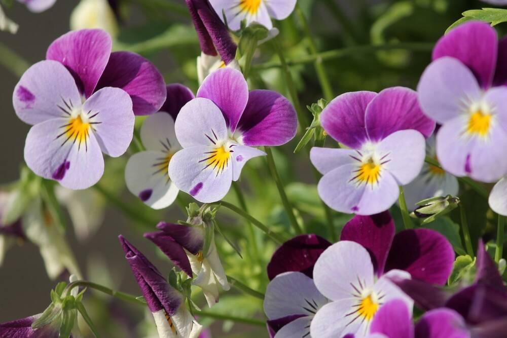 紫と白のビオラの花